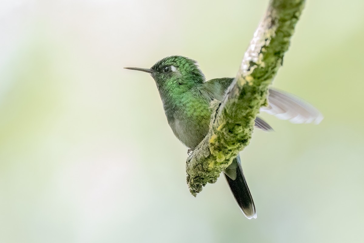 Emerald-chinned Hummingbird - ML641450753