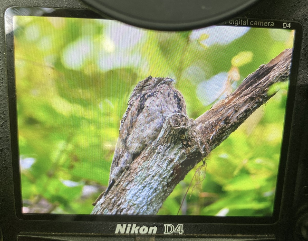 Common Potoo - ML641450754