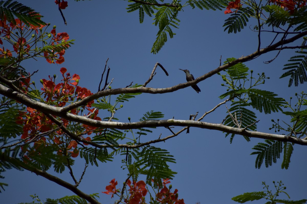 Scaly-breasted Hummingbird - ML641450765