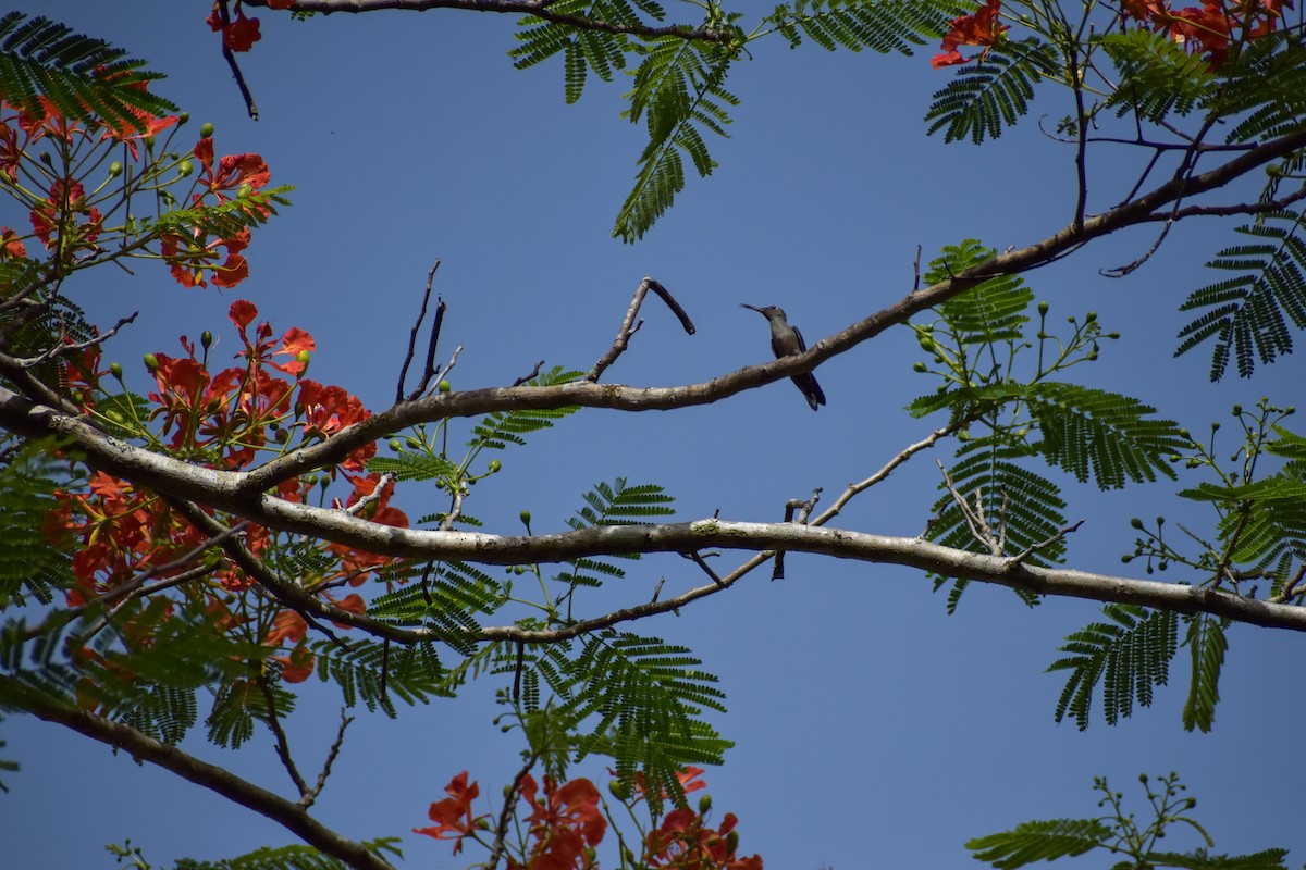 Scaly-breasted Hummingbird - ML641450766