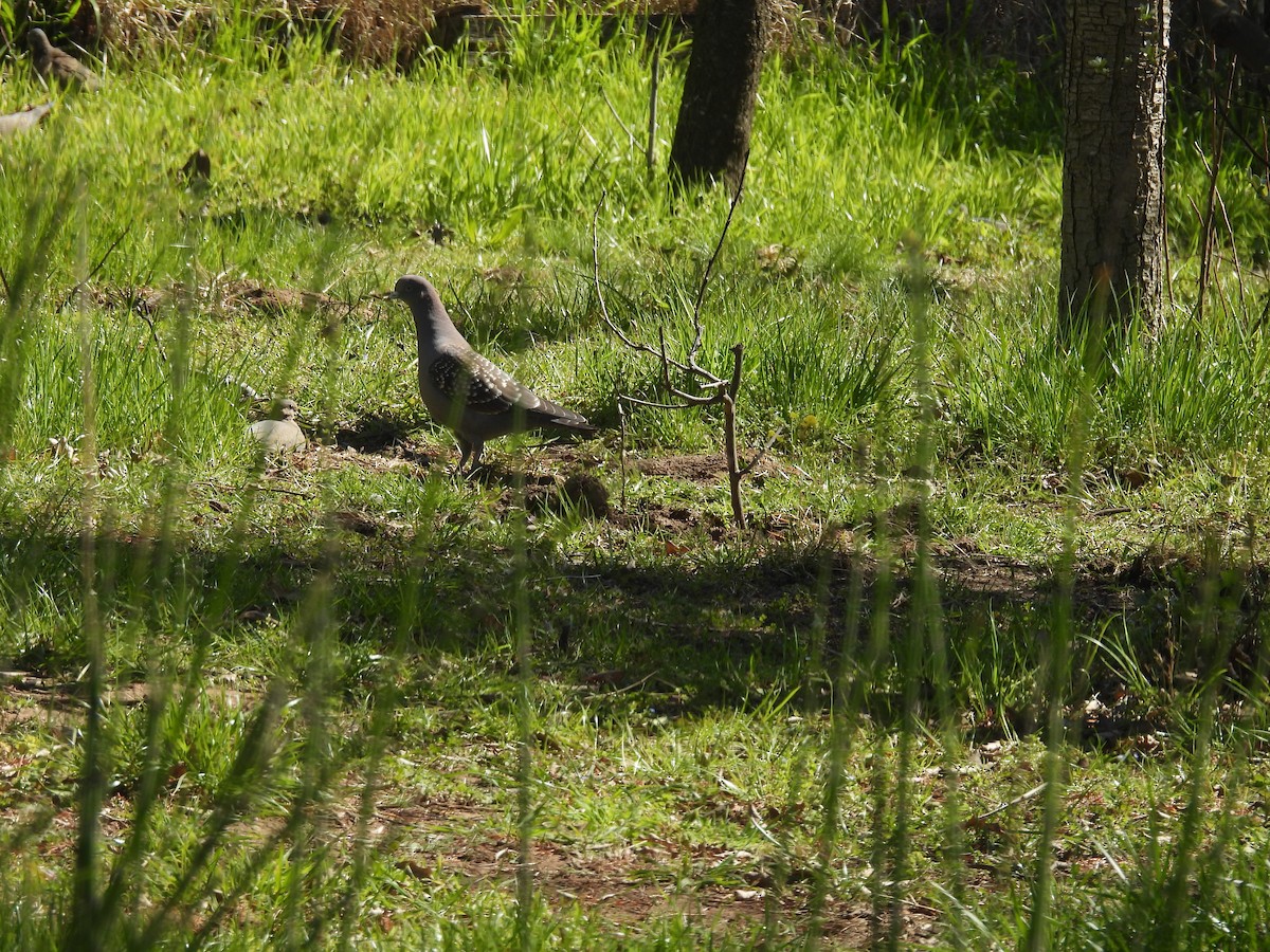 Spot-winged Pigeon - ML641450777