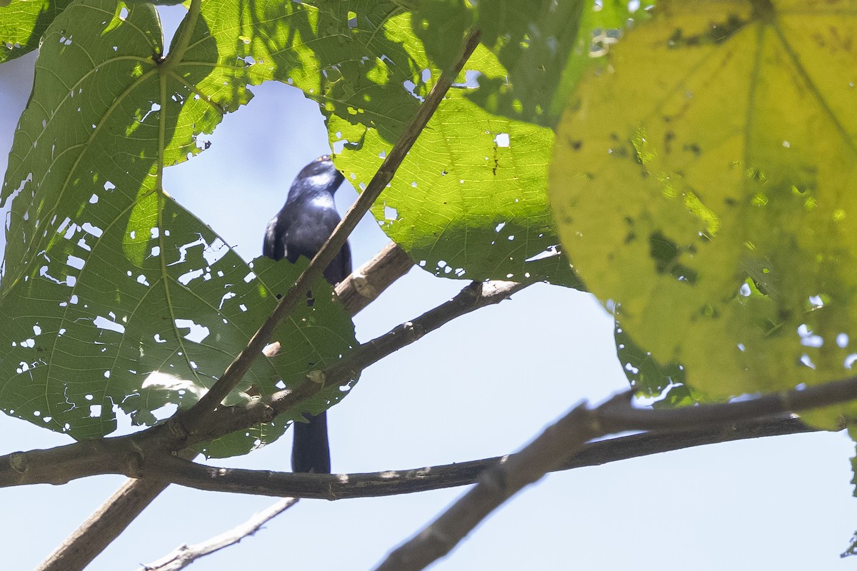 Waller's Starling (Albertine) - ML641450795