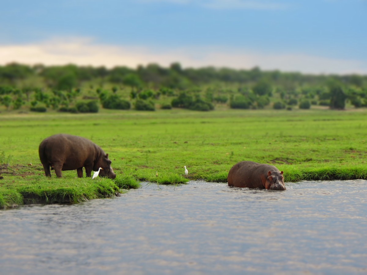 Western Cattle-Egret - ML641450802