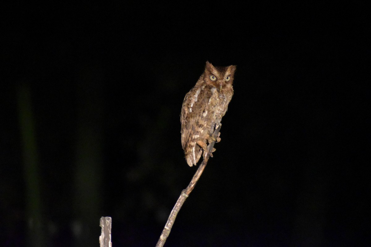 Middle American Screech-Owl - ML641450907