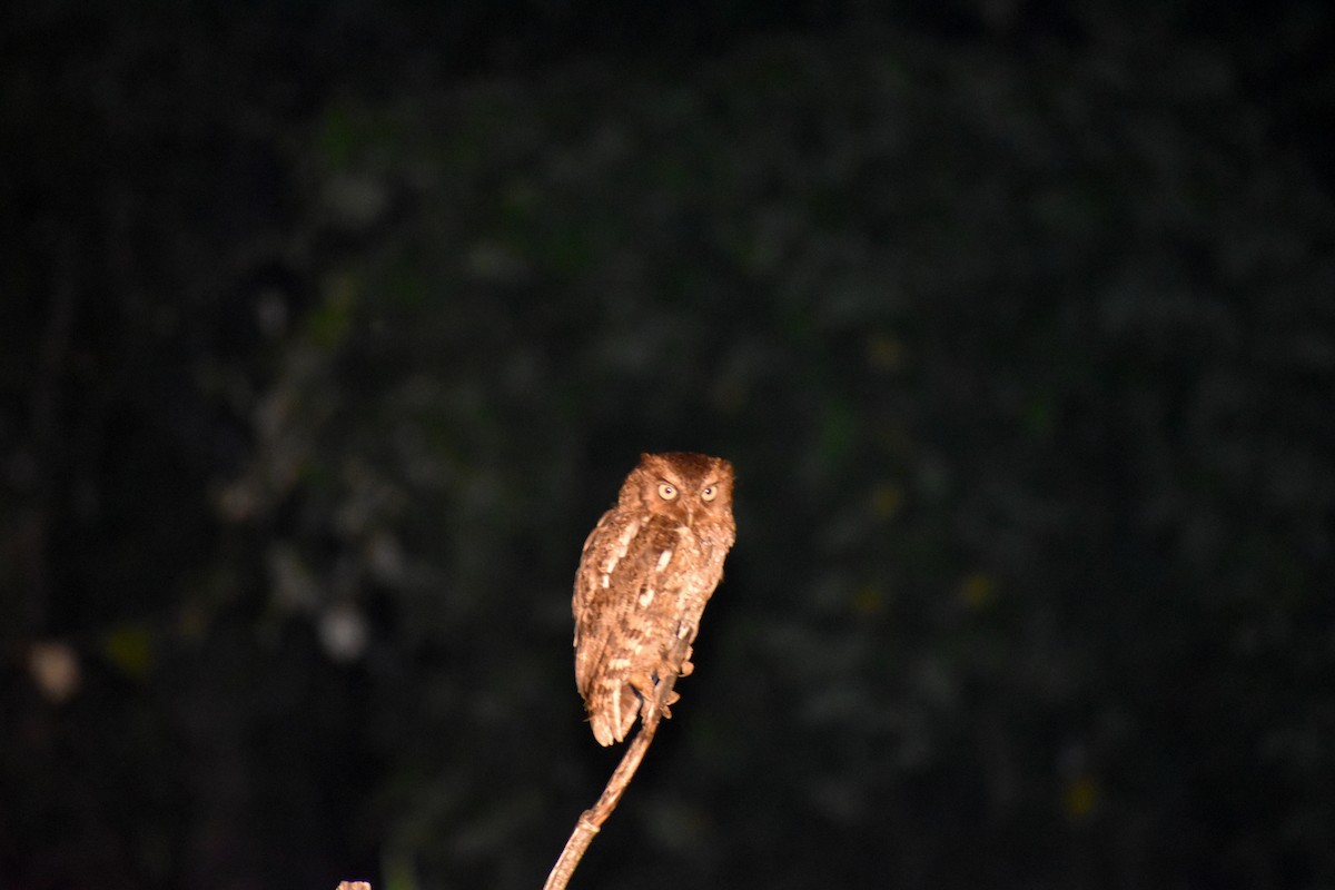 Middle American Screech-Owl - ML641450908