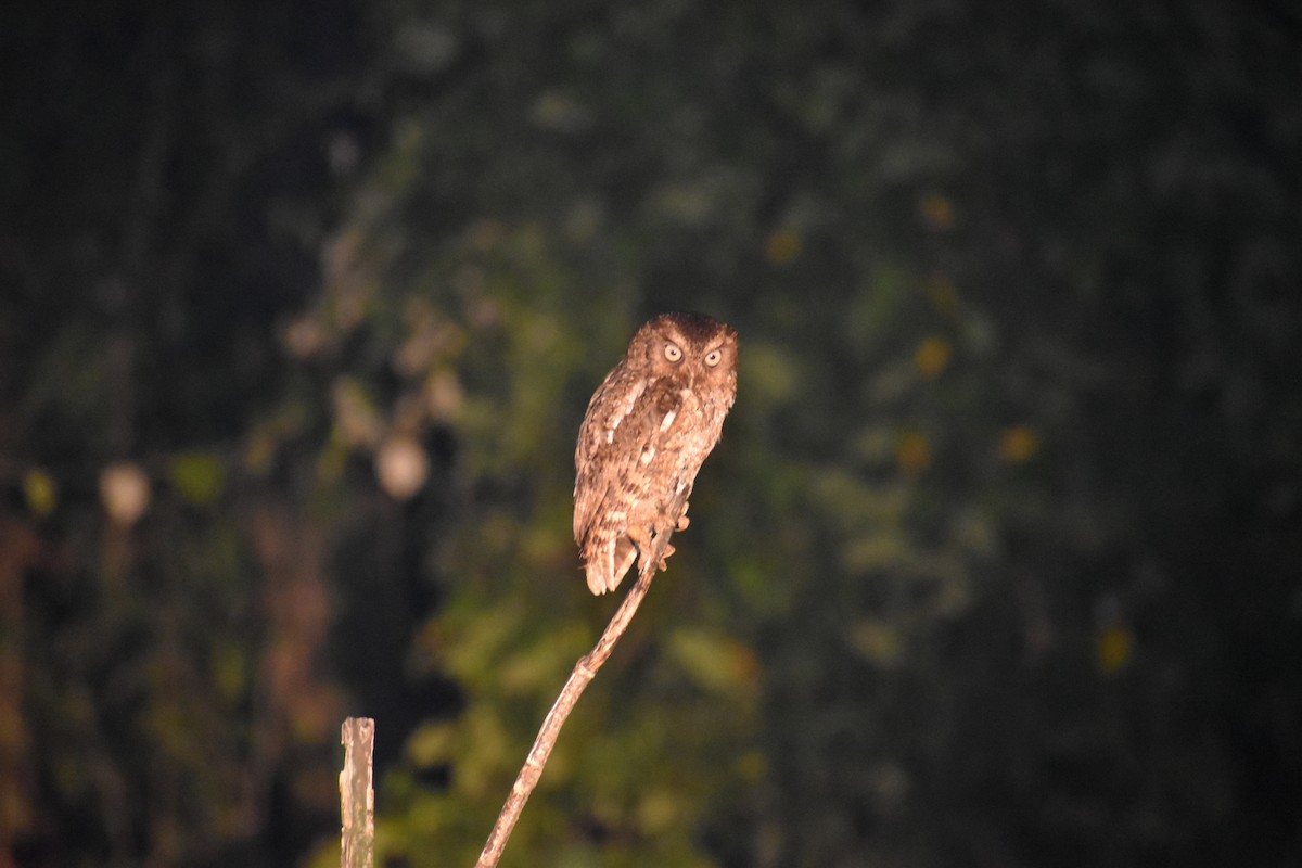 Middle American Screech-Owl - ML641450909