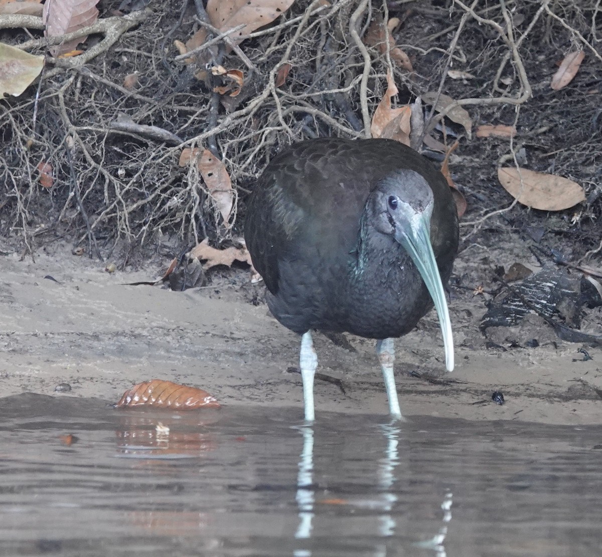 Green Ibis - ML641450921