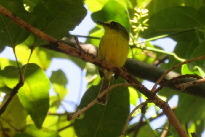 Titirijí Cabecigrís - ML641450937