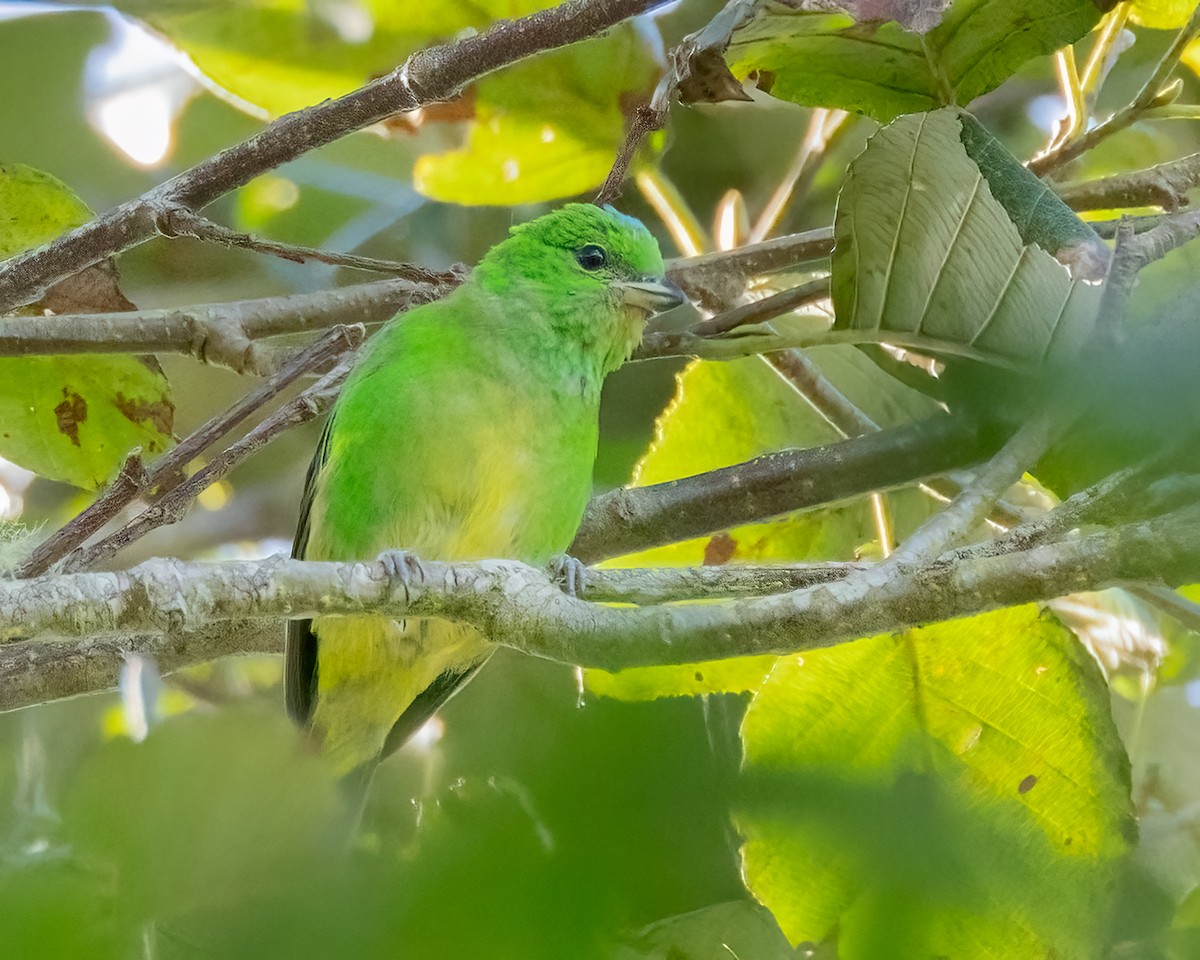 Blue-crowned Chlorophonia - ML641450969