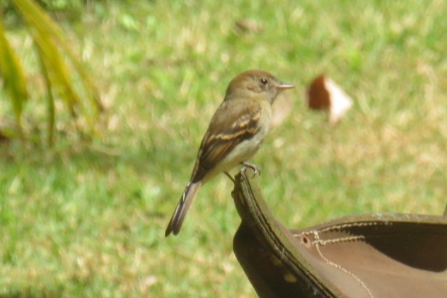 Euler's Flycatcher - ML641450994