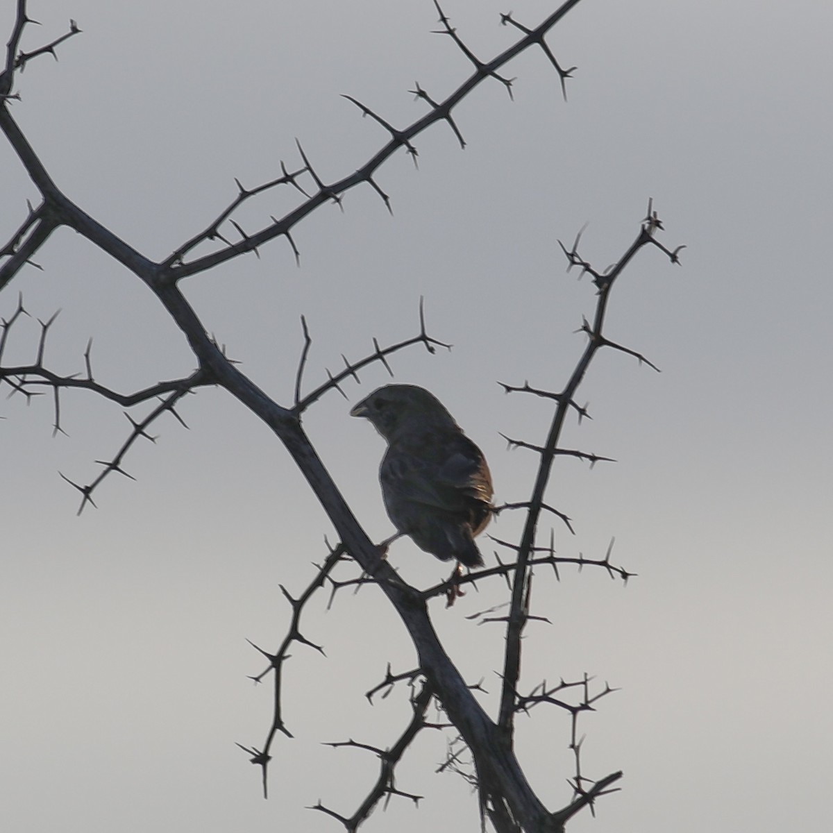 Botteri's Sparrow - ML641451004
