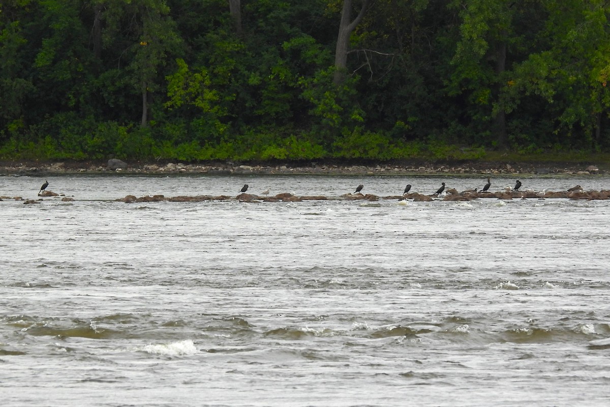 Double-crested Cormorant - ML641451035