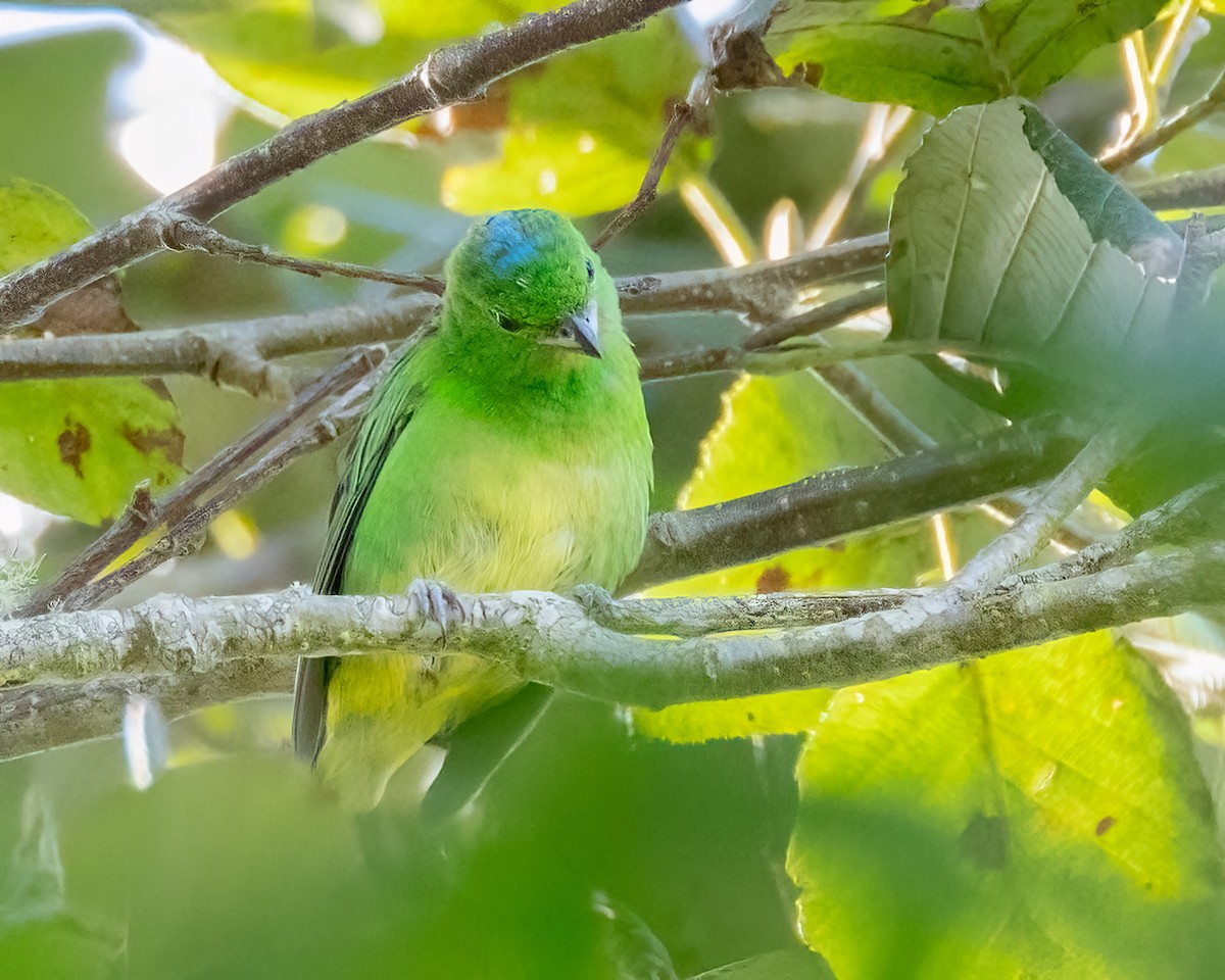 Blue-crowned Chlorophonia - ML641451040