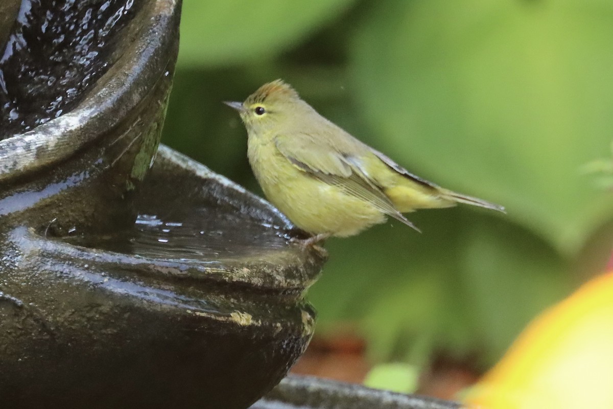 Orange-crowned Warbler - ML641451043