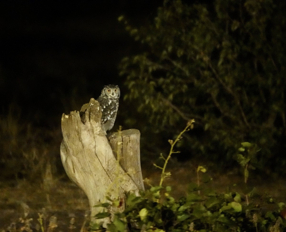 Spotted Eagle-Owl - ML641451096
