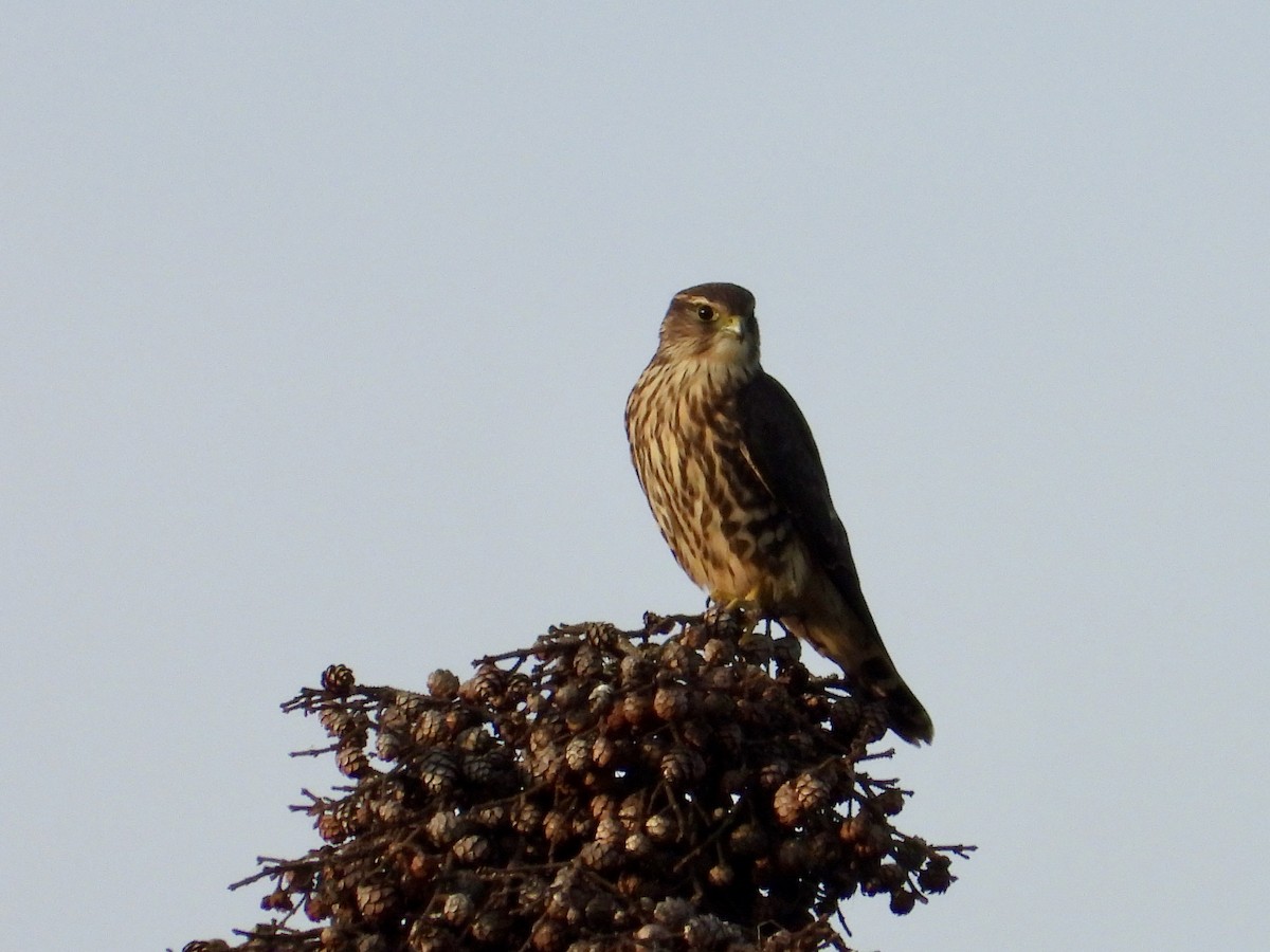 灰背隼 - ML641451148