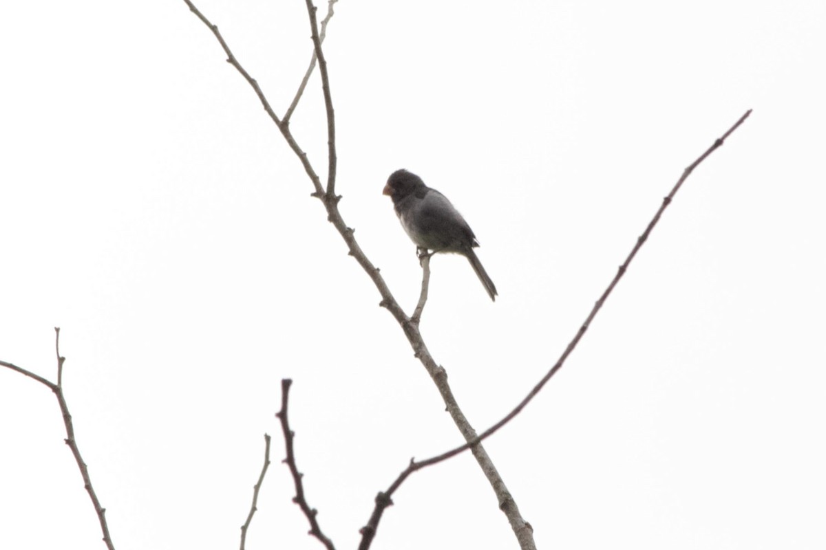 Lesson's Seedeater - ML641451151