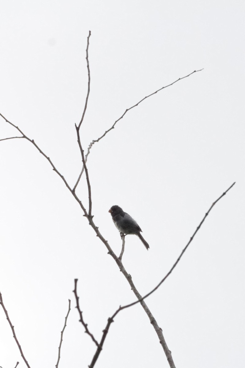Lesson's Seedeater - ML641451154