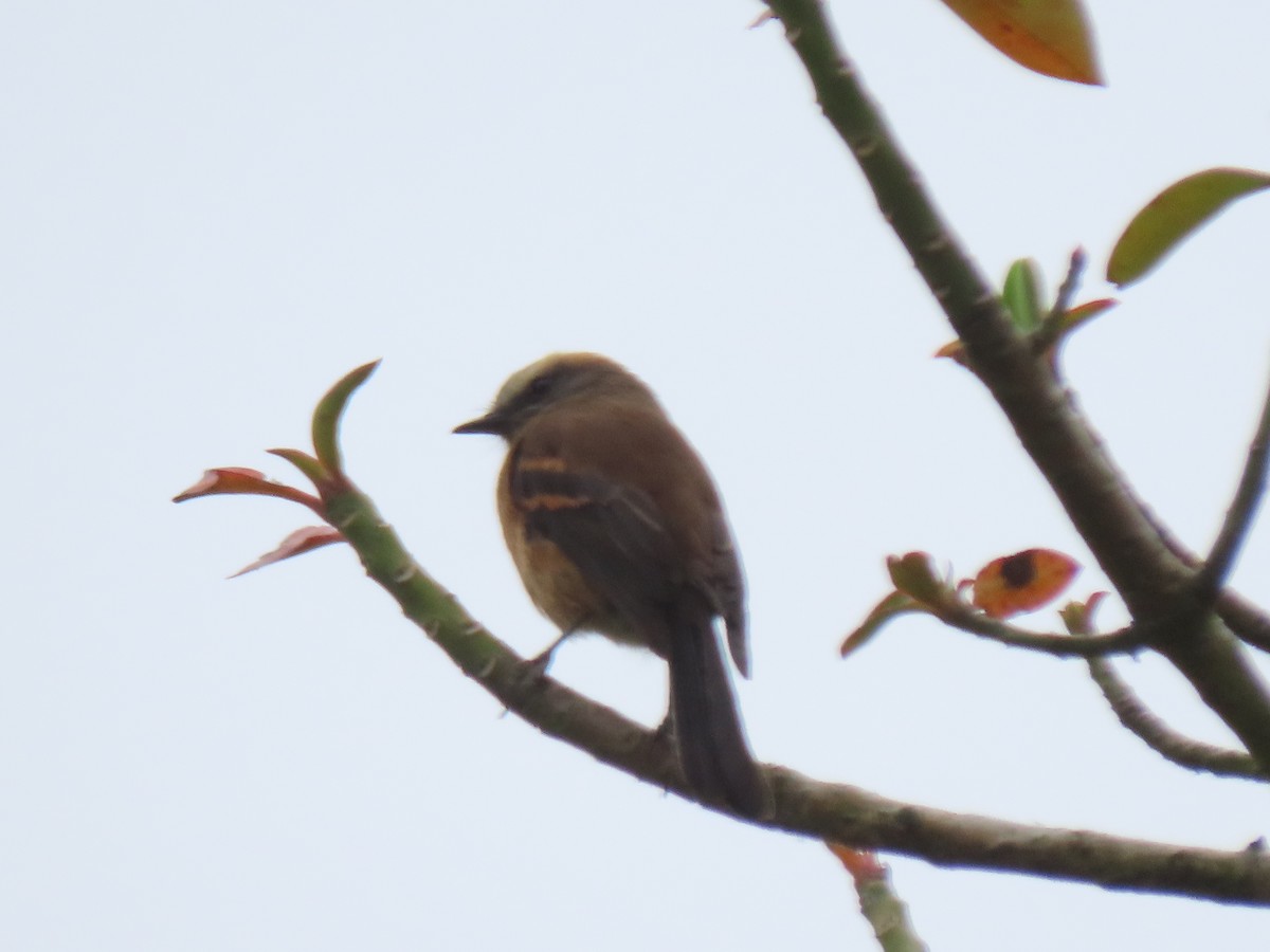 Brown-backed Chat-Tyrant - ML641451160