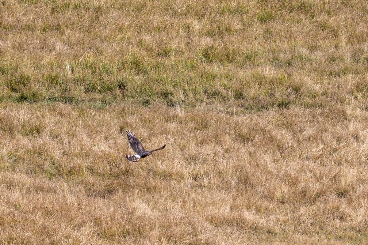 Northern Harrier - ML641451175