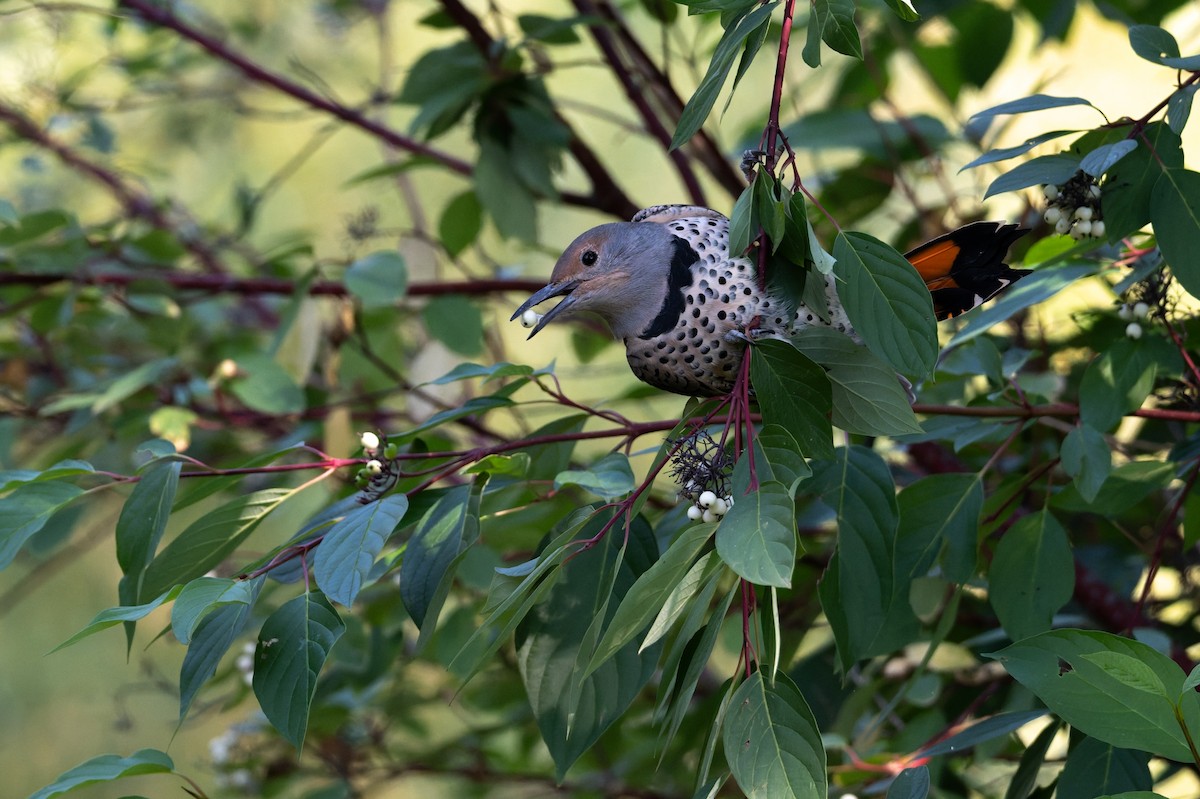Northern Flicker - ML641451187