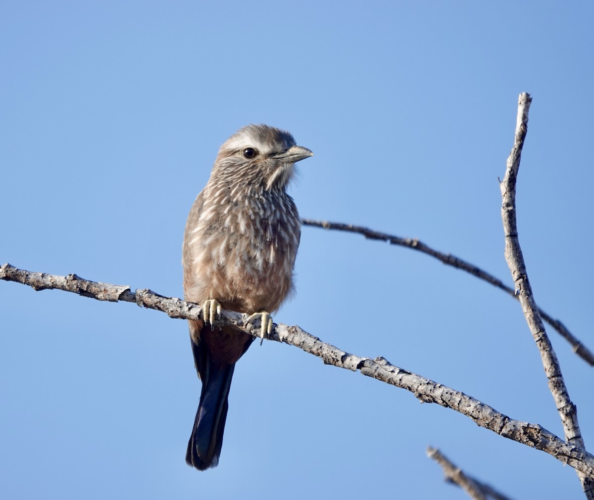 Purple Roller - ML641451191