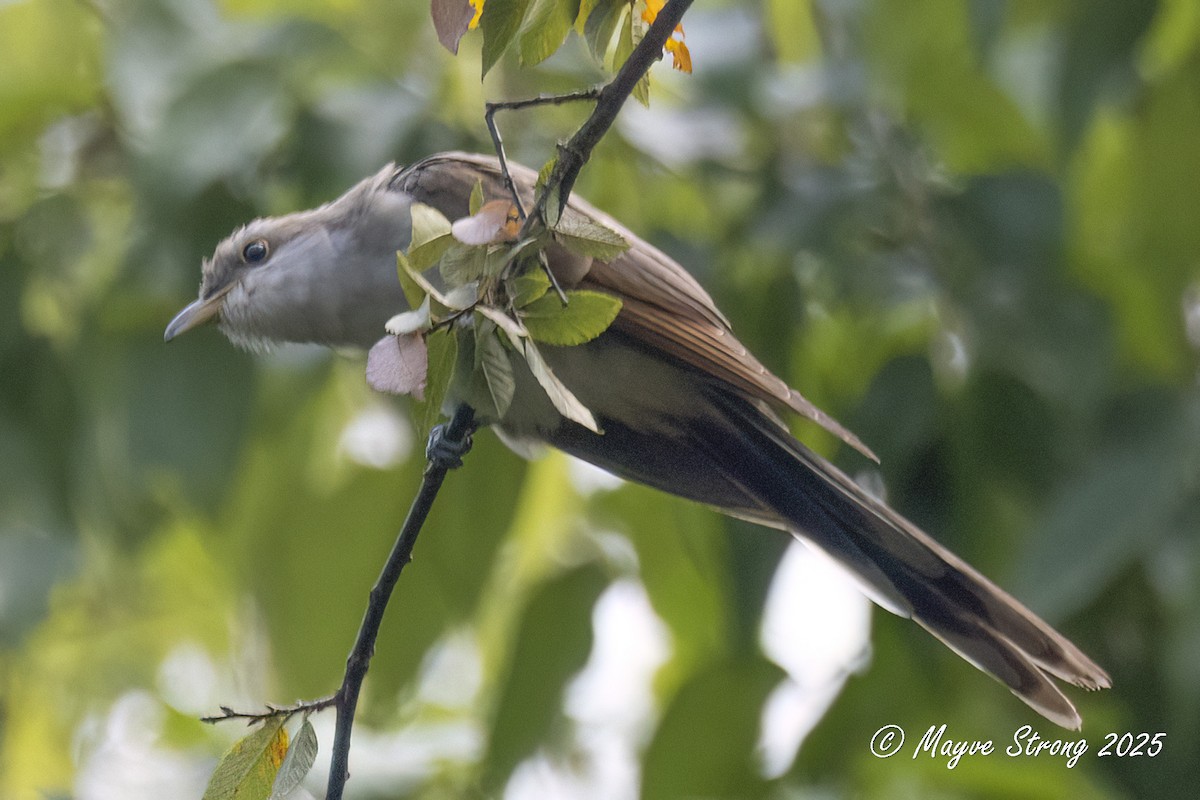 Yellow-billed Cuckoo - ML641451204