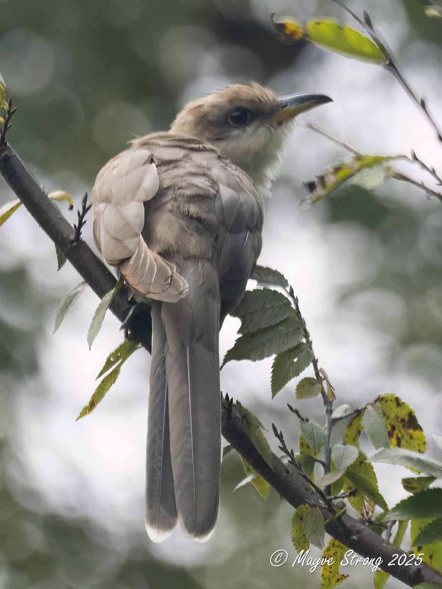 Yellow-billed Cuckoo - ML641451205