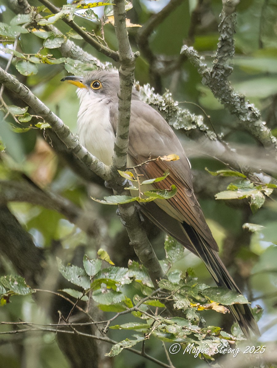 Yellow-billed Cuckoo - ML641451206