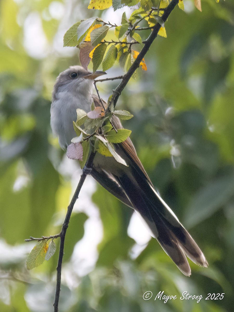 Yellow-billed Cuckoo - ML641451207