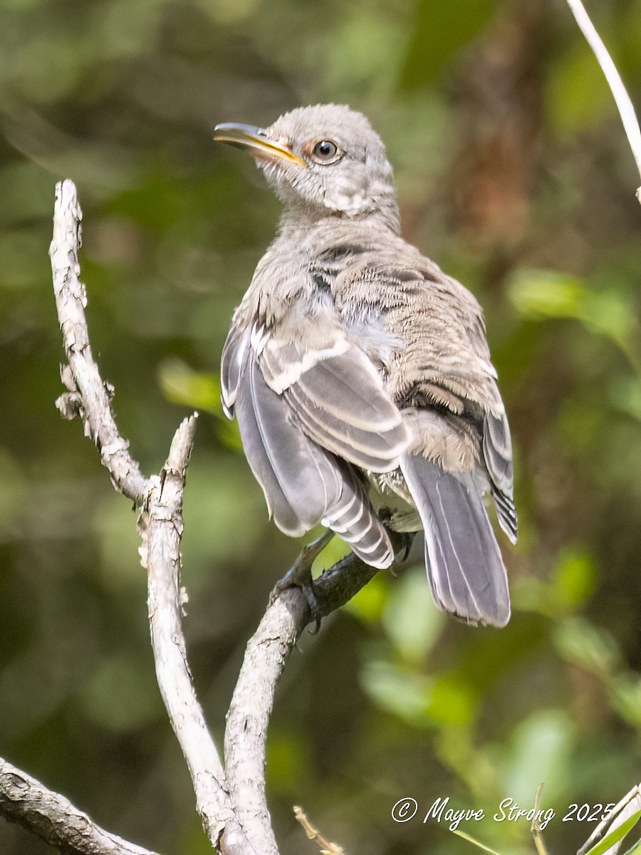 Northern Mockingbird - ML641451225