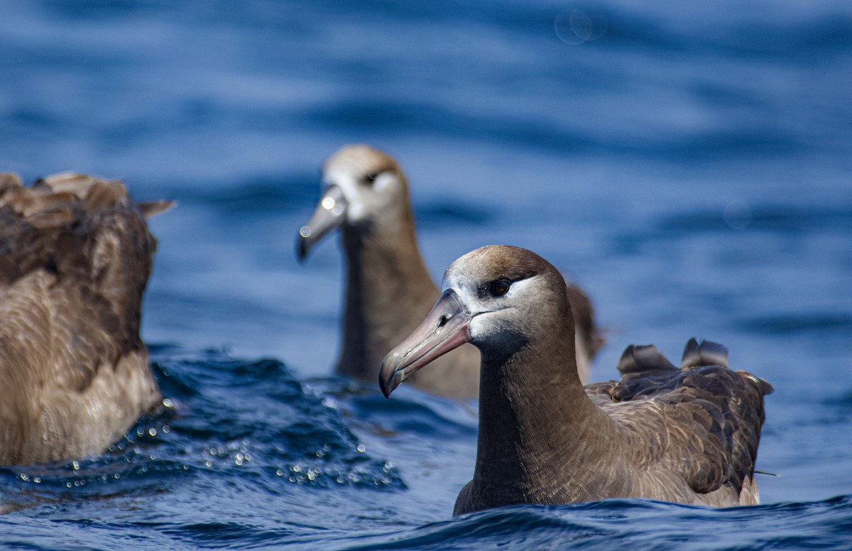 Black-footed Albatross - ML641451231