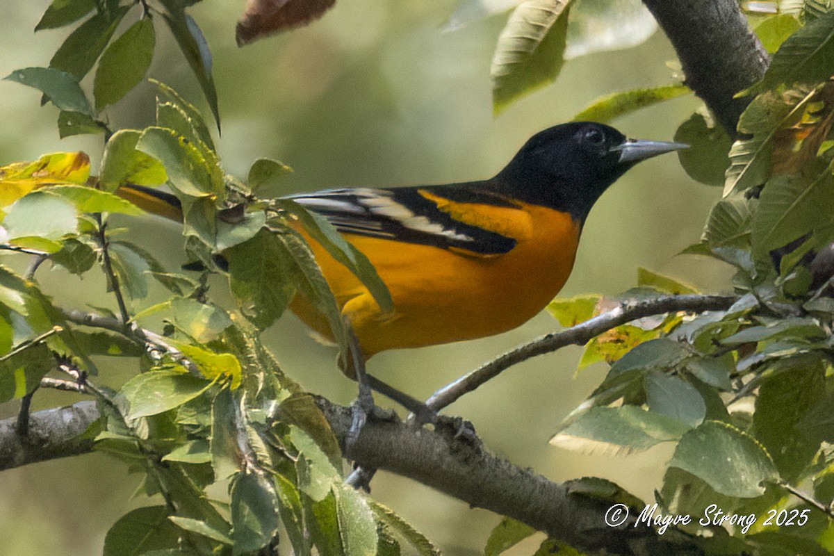 Baltimore Oriole - ML641451239