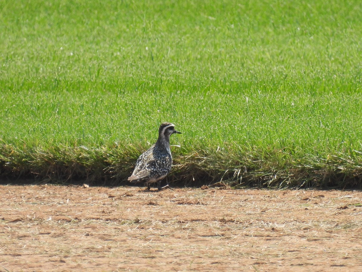 American Golden-Plover - ML641451248