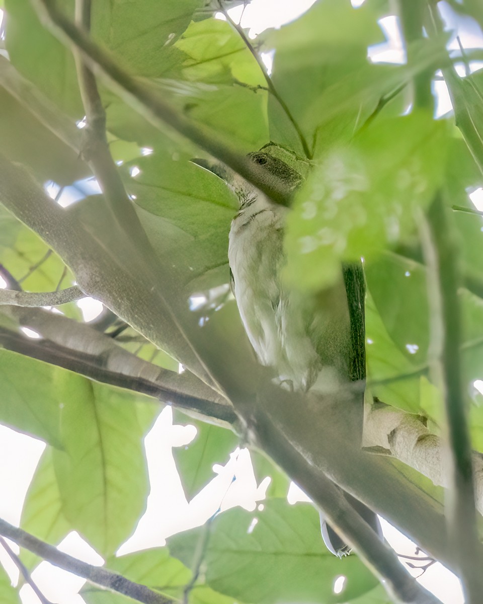White-throated Thrush - ML641451262