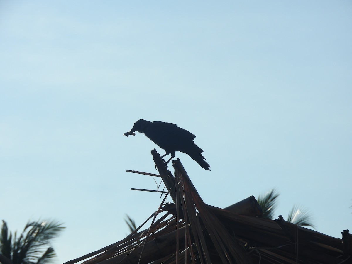 Sinaloa Crow - ML641451272