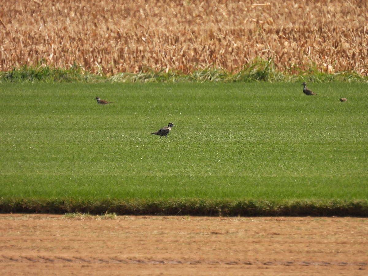 American Golden-Plover - ML641451285