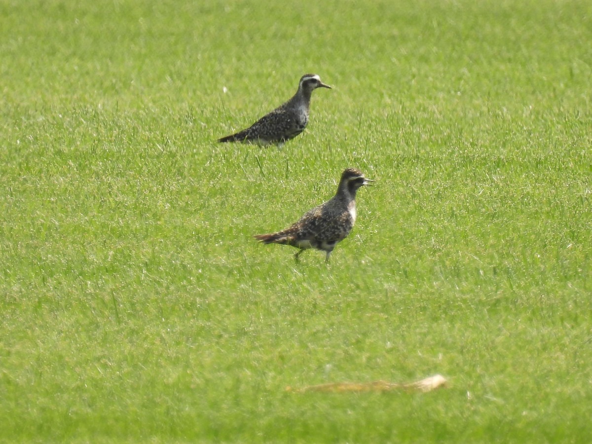 American Golden-Plover - ML641451286