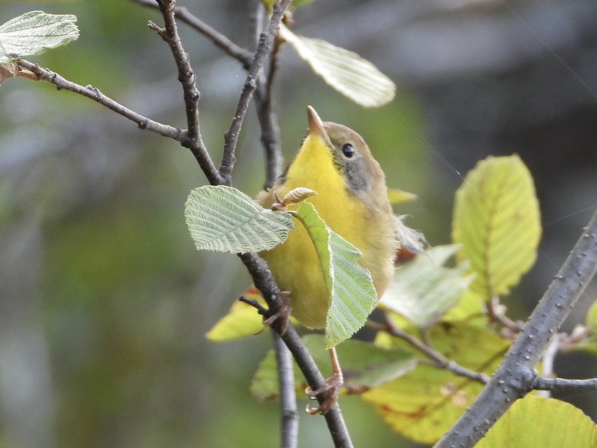 Common Yellowthroat - ML641451287