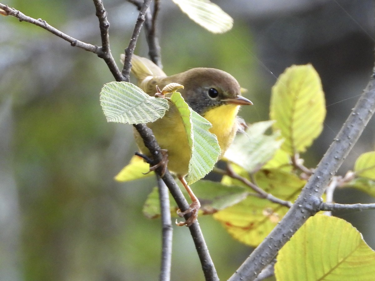 Common Yellowthroat - ML641451288