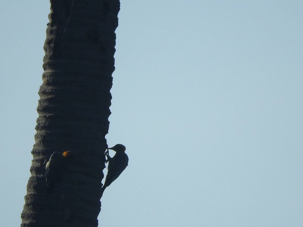Golden-cheeked Woodpecker - ML641451293