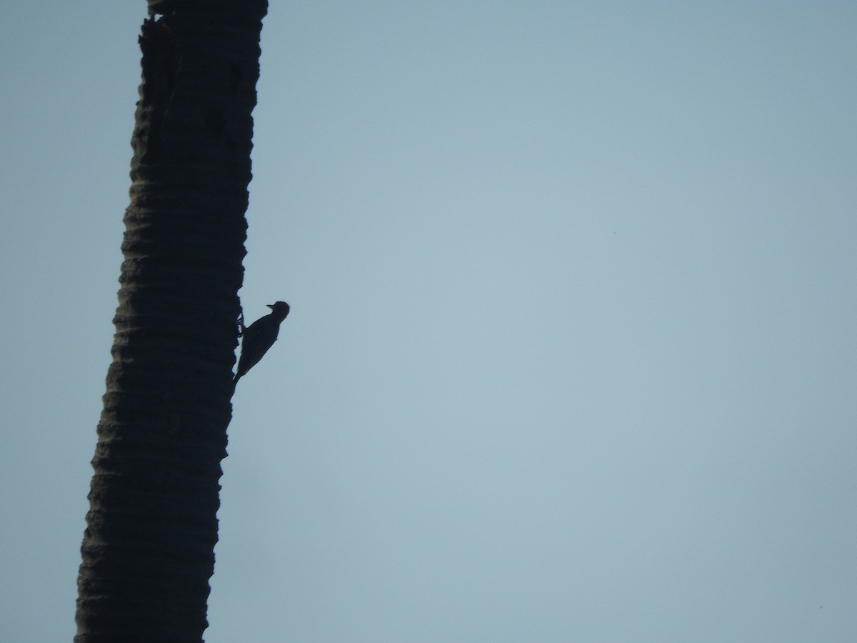 Golden-cheeked Woodpecker - ML641451294