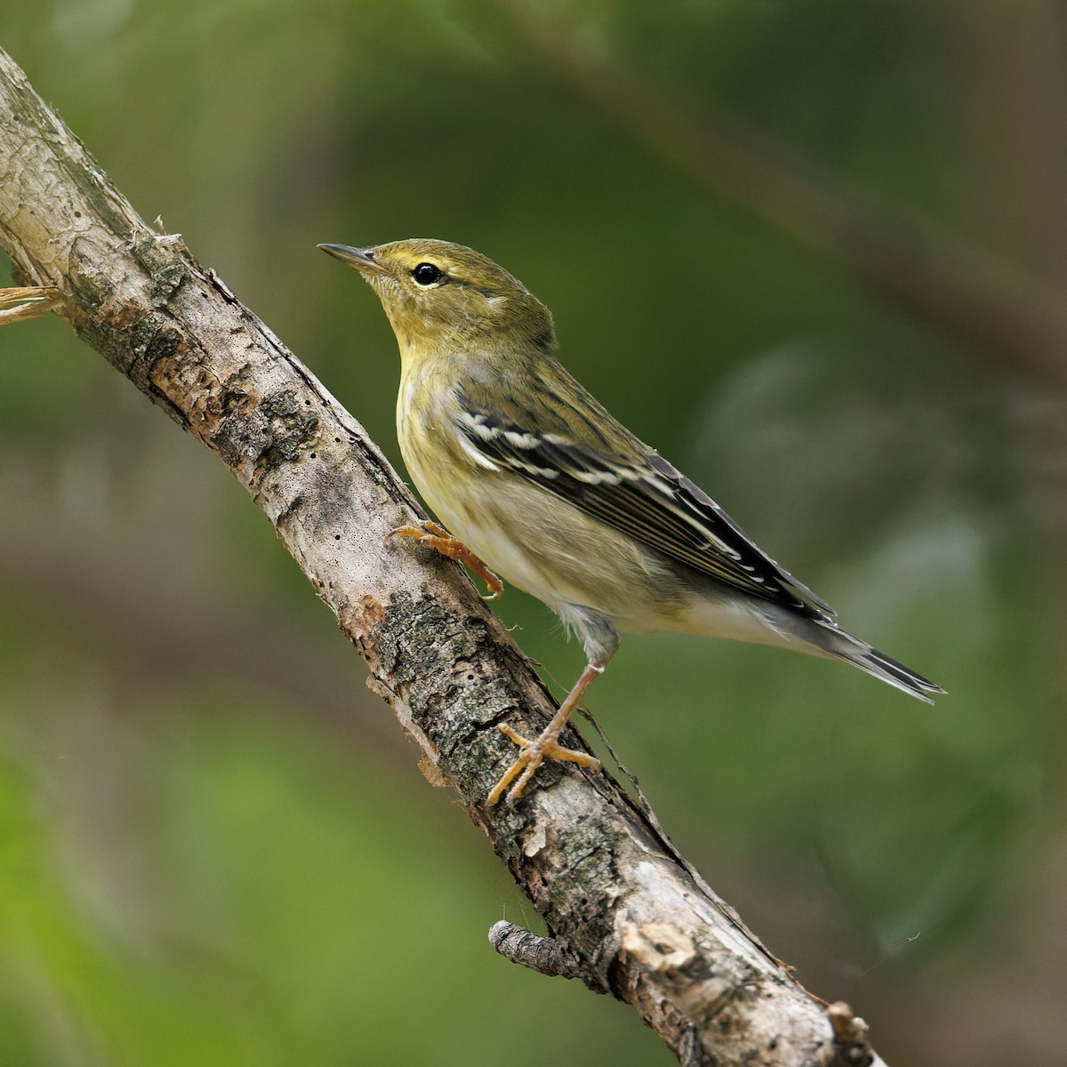 Blackpoll Warbler - ML641451336
