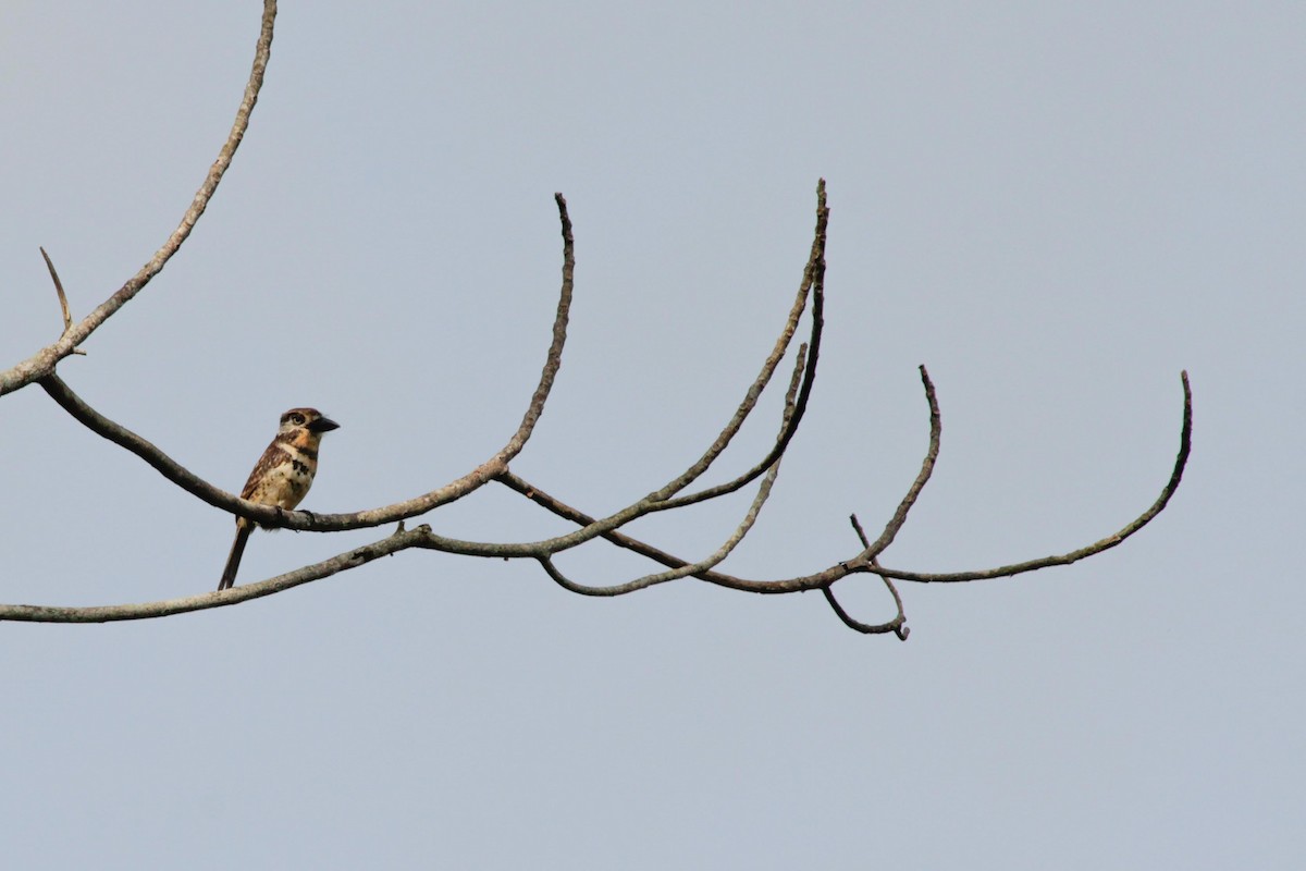 Two-banded Puffbird - ML641451344