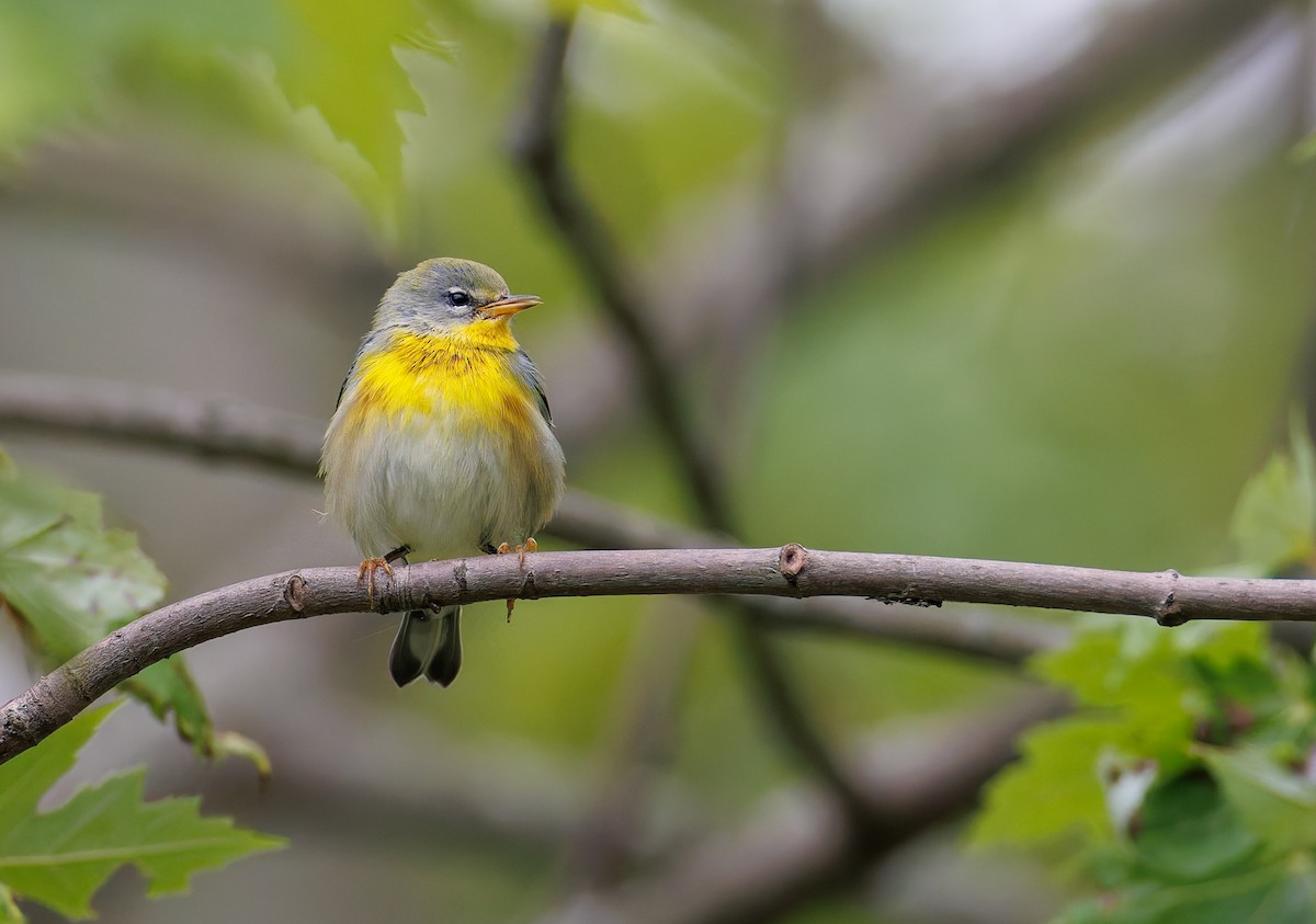 Northern Parula - ML641451353