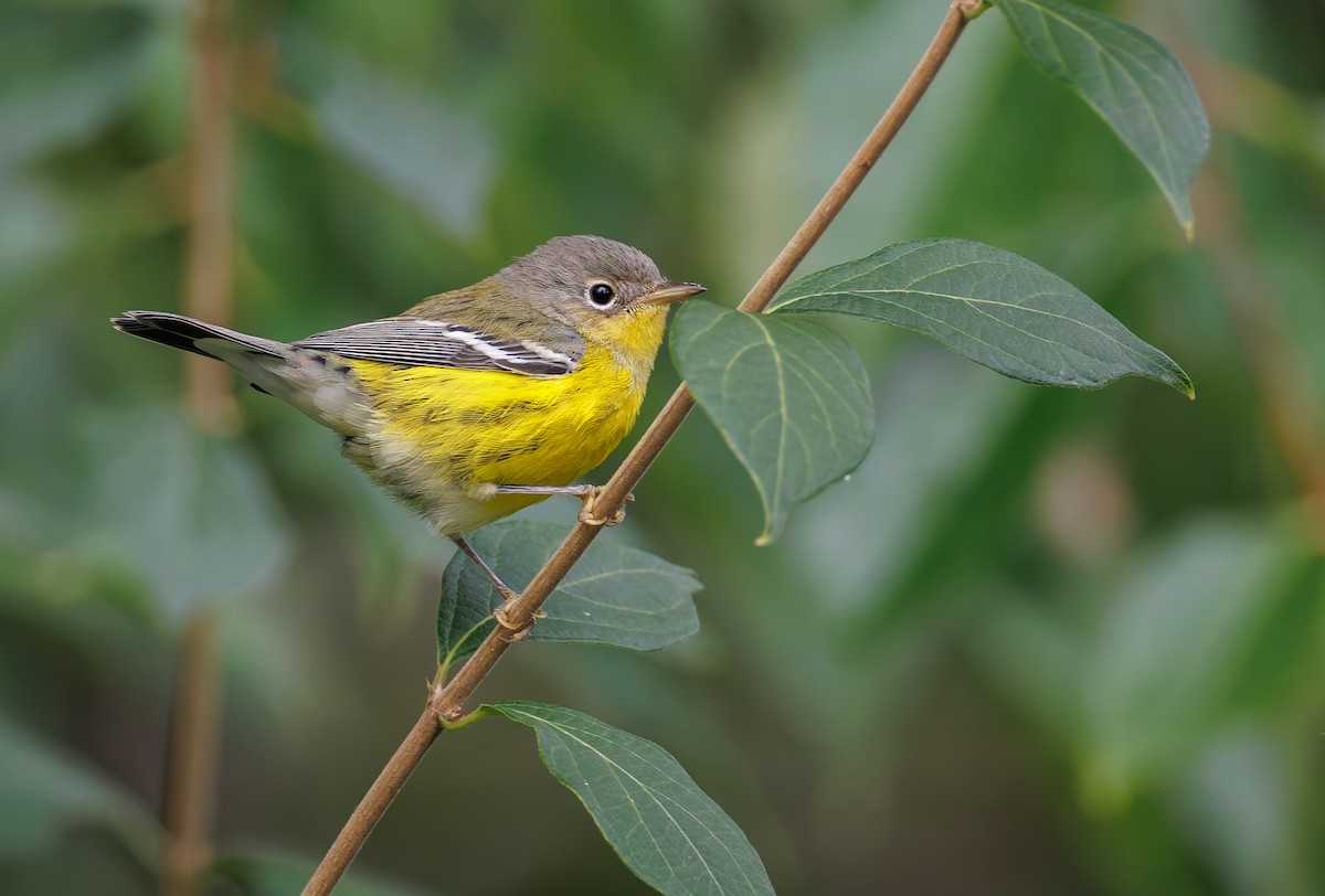 Magnolia Warbler - ML641451367