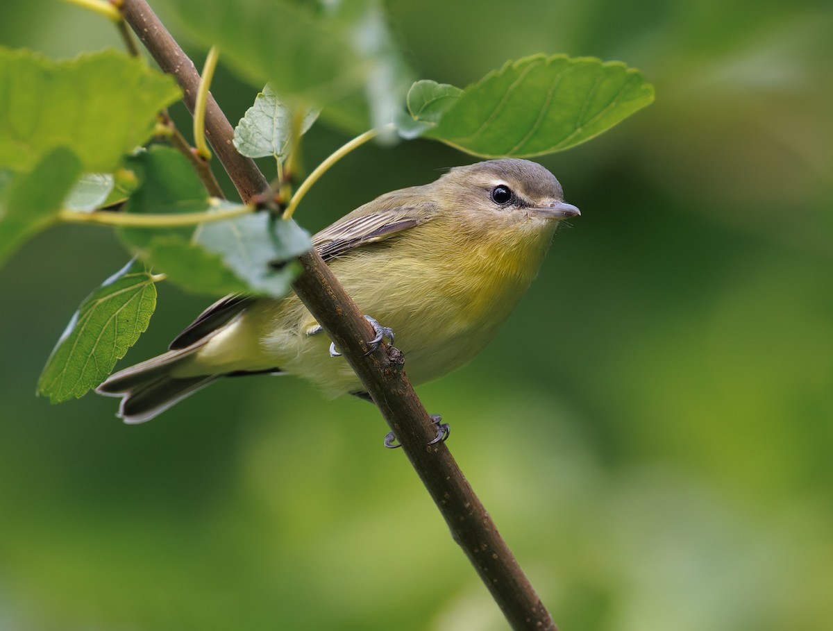 Philadelphia Vireo - ML641451383
