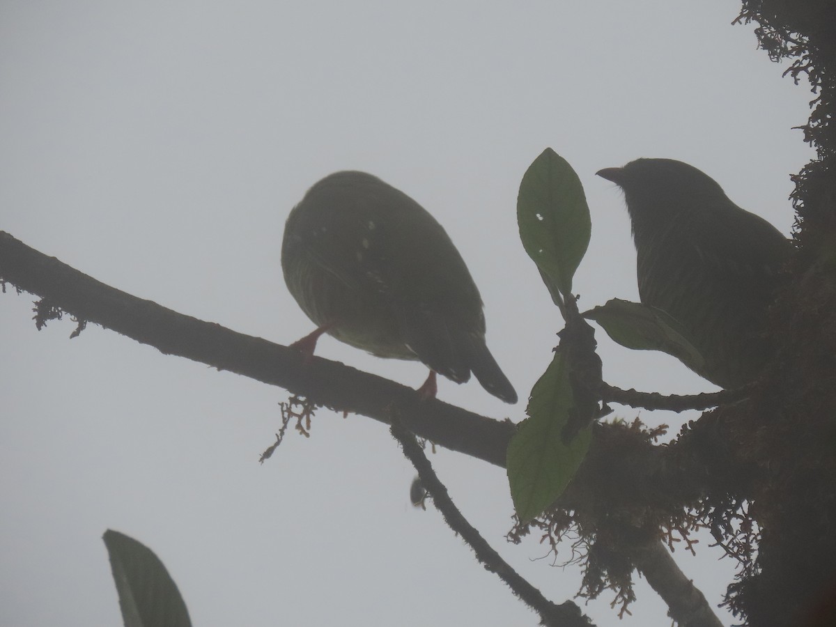 Barred Fruiteater - ML641451407