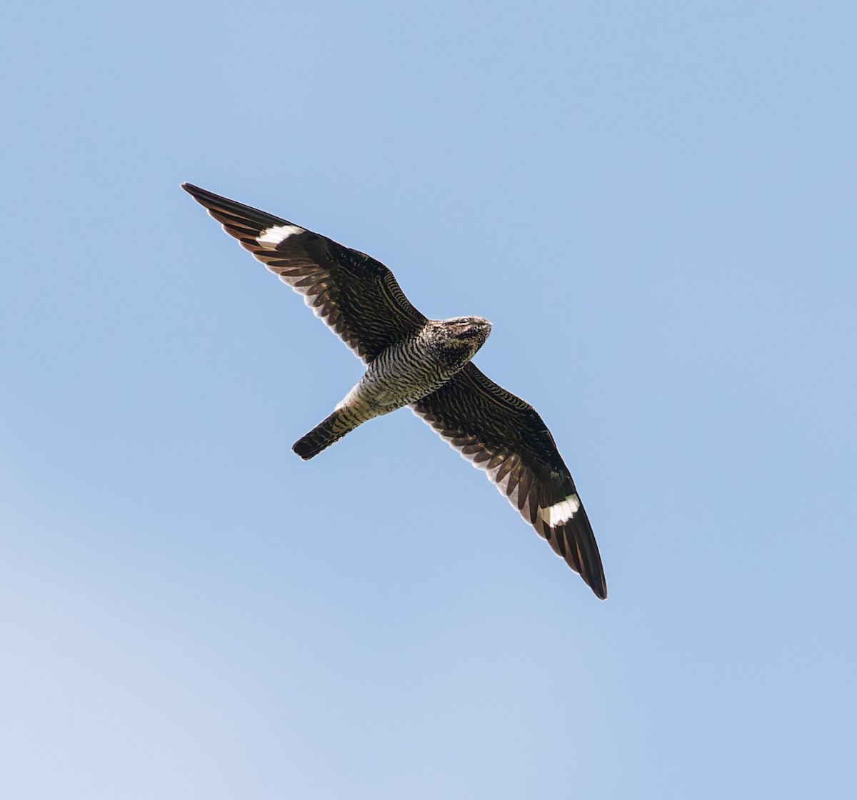Common Nighthawk - ML641451436