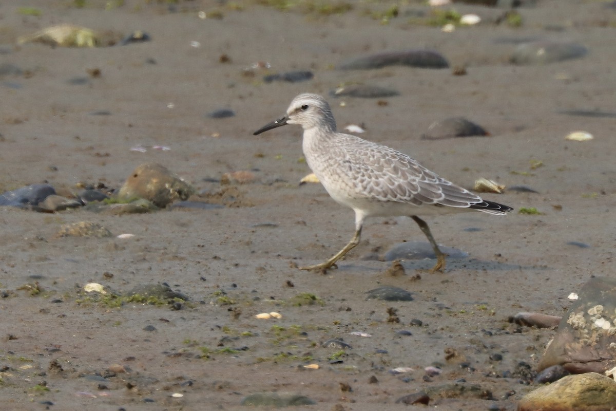 Red Knot - ML641451455